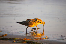 A Bird Digging Up Food In The Wet Sand At The Beach At Sunset At El Matador Beach In Malibu California