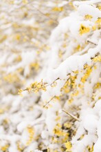 Forsythia Plant Covered In Fresh Snow