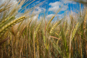 Close-up, ears of ripe cereals, rye against the sky