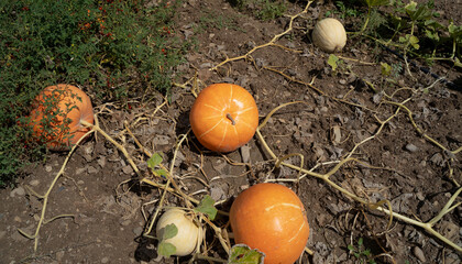 big yellow pumpkin growing in the garden