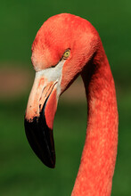 American Flamingo (Phoenicopterus Ruber)