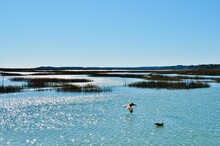 Blue Sky And Blue Water, With Reeds And Birds. Sun Reflecting And Sparkling On The Water Surface. Scenic View Of A Salt Marsh From The Murrells Inlet Marshwalk, Near Myrtle Beach In South Carolina