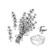 © Kseniia - Hand drawn thyme bunch and dried spices vector illustration isolated on white. Botanical herbal plant in vintage sketch style. Thymus vulgaris.