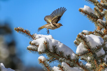 Pine Siskin (Spinus pinus) sitting in the snow