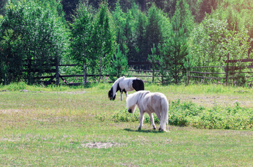 Two beautiful graceful horses walk through a green meadow with trees