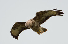 A Buzzard Is Seeking Food From Above, Flying High In The Skies Of Anglesey Wales 