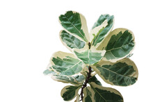 Rare Plant With Variegated Leaves Of Fiddle-leaf Fig Tree (Ficus Lyrata) The Popular Ornamental Tree Tropical Houseplant Isolated On White Background, Clipping Path Included..