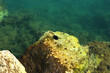 A sea urchin resting underwater on a rock and surrounded by patellidae