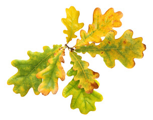 Wall Mural - autumn oak leaves isolated on white with clipping path.