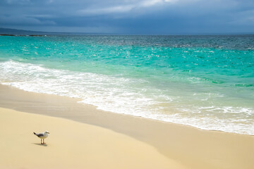 Lonely Bird on Pristine Beach