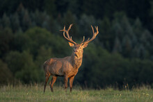Red Deer During Rutting Time. Life On The Meadow. European Nature. Red Deer Walk Through Grazing. 