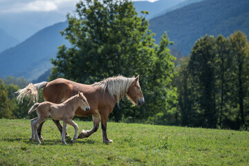 Wall Mural - Mare and foal in the mountains meadow