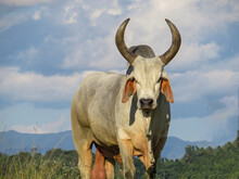Guzerá Bull Was The First Breed Of Zebu Cattle To Arrive In Brazil. Close Up