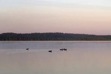 Canvas Print - Ducks swim on the lake at sunset.