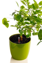 Wall Mural - green tangerine tree in self watering planter pot, close-up view