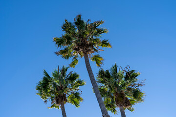 Palm trees in a blue sky