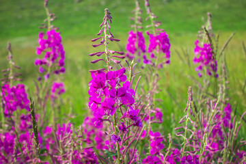 Wall Mural - Flowering plants of fireweed, Epilobium angustifolium, as background.