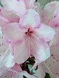 © Marcy - pink and white flower rhododendron