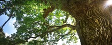 Ancient Oak Tree With Green Leaves, Close-up. Kvepene, Latvia. Picturesque Low Angle Panoramic View. Idyllic Rural Scene. Ecology, Eco Tourism. Pure Nature, Environmental Conservation