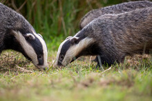 Badger Group Feeding On Short Grass During A Sunny Day.