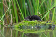Water Shrew, Close Up Detail Of Face And Snout While Sat On A Mossy River Bank With Reed Background.