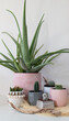 group of succulent potted house plants in pots white room