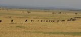 Fototapeta Sawanna - Landscape in the Masai Mara of Kenya Africa
