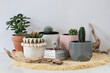group of small potted house plants succulents cactus