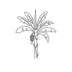 Wall Mural - Single one line drawing fertile and fresh banana tree. Decorative banana plant for plantation company. Agriculture cultivation concept. Modern continuous line draw design graphic vector illustration