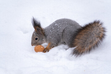 The squirrel sits on white snow with nut in winter.