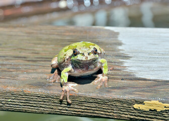 Poster - Tree-frog (Hyla Japonica)