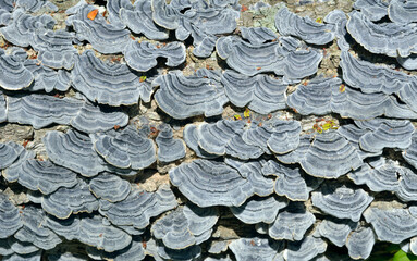 Sticker - Mushrooms tinder (Trametes versicolor)