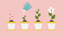 Plant Growing Stages. Timeline Infographic Of Planting Tree Process 