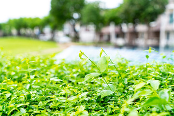 Sticker - leaves in spring