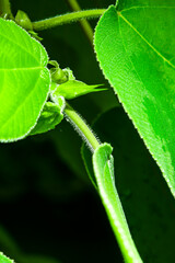 Canvas Print - Leaves of mulberry paper