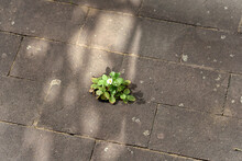 Strawberry Bush Grown In The Middle Paving Stones.