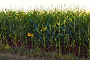 Scenic landscape view of two blooming sunflowers on the stem green corn field.  Green growing corn plants against blue sky. The patterns on the field of agriculture. Ukraine