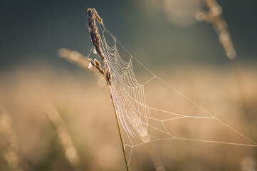 spider web with dew drops