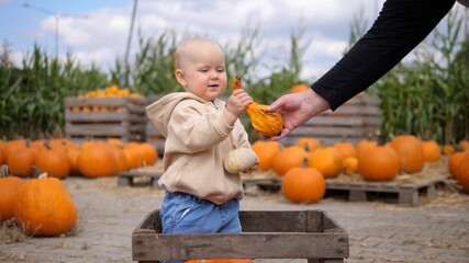 an adult hand giving pumpkins to cute baby wearing nude hoodie standing in wooden box in the pumpkin