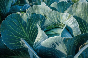 Poster - Heads of ripe cabbage on an agricultural field