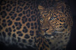 Chinese leopard portrait from nature