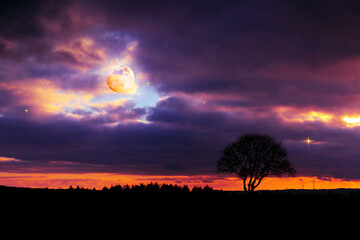 Wall Mural - Full moon and silhouette of tree on colorful night sky.