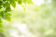 © Torkiat8 - Concept nature view of green leaf on blurred greenery background in garden and sunlight with copy space using as background natural green plants landscape, ecology, fresh wallpaper concept.