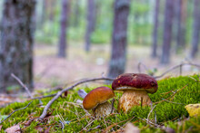 Cep Mushrooms Grows In Forest Moss