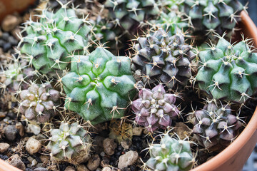 Pattern of Gymnocalycium cactus in a brown pot.