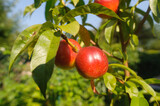 Fototapeta  - Ripe peaches on a branch