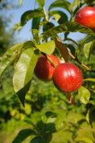 Fototapeta Dmuchawce - Ripe peaches on a branch