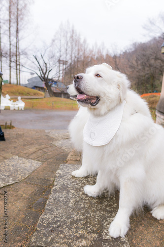グレートピレニーズ 超大型犬 犬 白い犬 ピレネー Wall Mural Tadogami グレートピレニーズ 超大型犬 犬 白い犬 ピレネー Wall Mural Tadogami