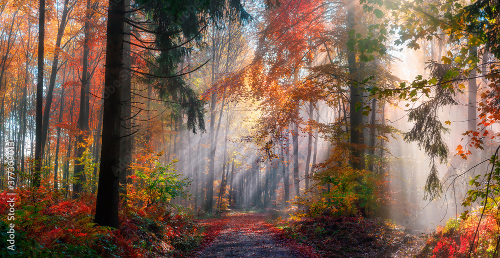Magical autumn scenery in a dreamy forest, with rays of sunlight beautifully illuminating the wafts of mist and painting stunning colors into the trees - obrazy, fototapety, plakaty 