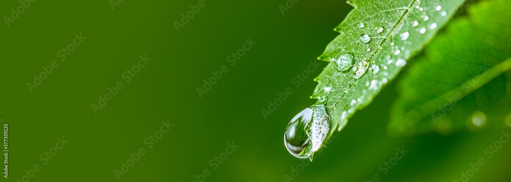 Big water drop Water on green leaf. Beautiful leaf with drops of water. Environment Concept. Photo of rain drops falling from a leaf. Long wide banner. Copy space for your design. - obrazy, fototapety, plakaty 